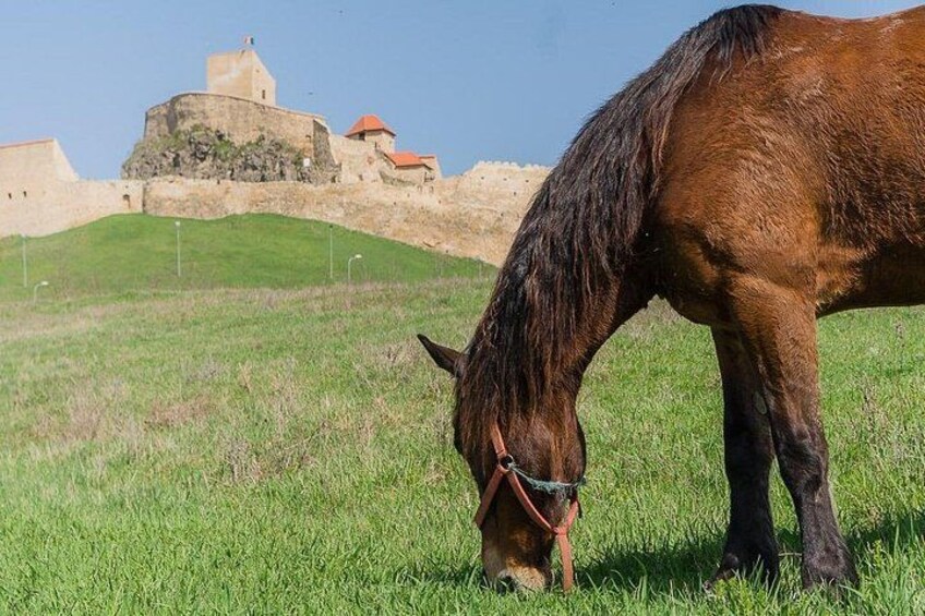 Een paard graast in een grasveld, met een historisch gebouw op de achtergrond. 5