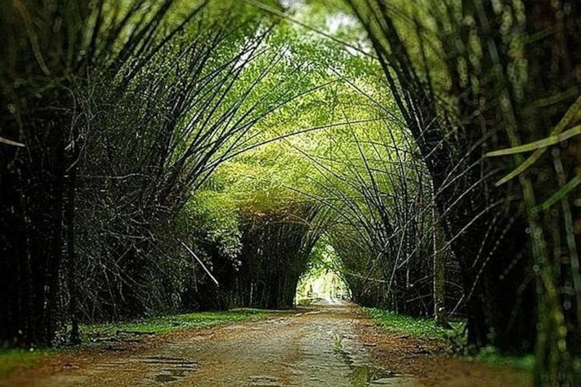 Bamboo Tunnel 1