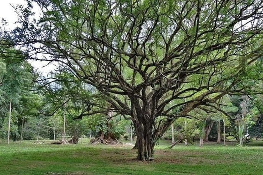 Lancetilla Botanical Garden from San Pedro Sula 5