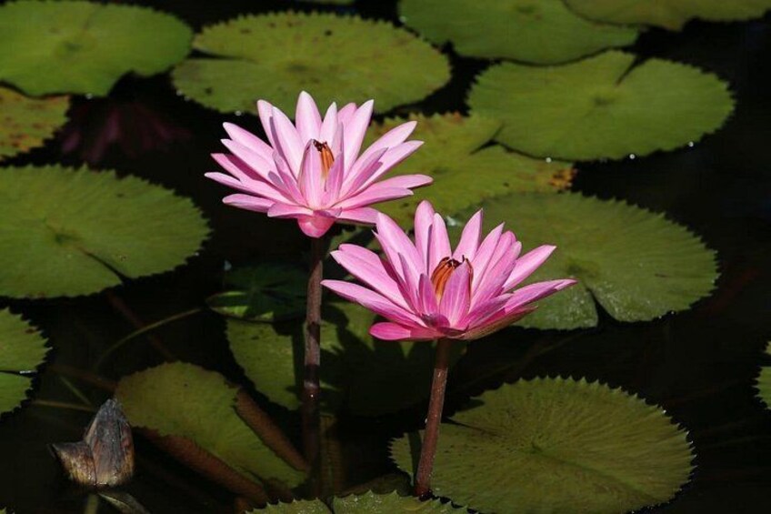 Lancetilla Botanical Garden from San Pedro Sula 4