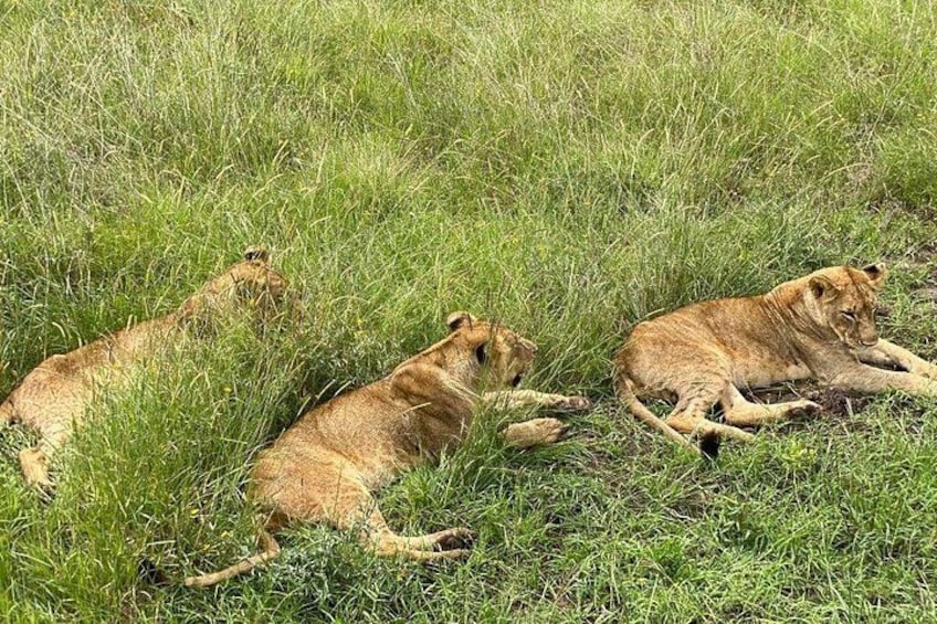 Three lions resting in a grassy field. 1