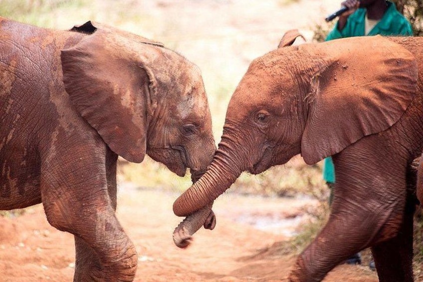 Two elephants in a natural setting with a person in the background. 4