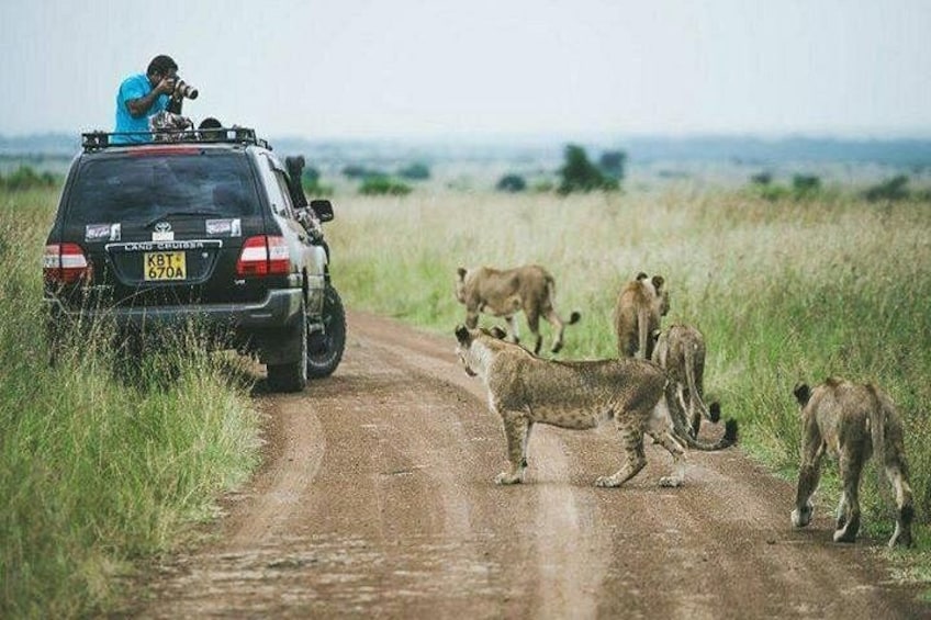 A vehicle on a dirt road with lions in the background. 3