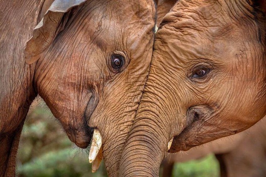 Two elephants with tusks, one with a leaf on its ear. 5