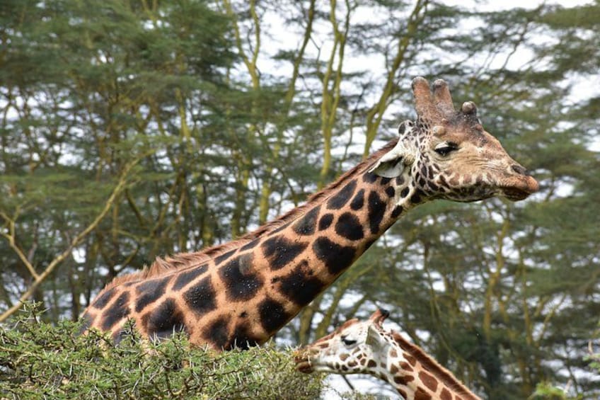 A giraffe standing among trees. 2