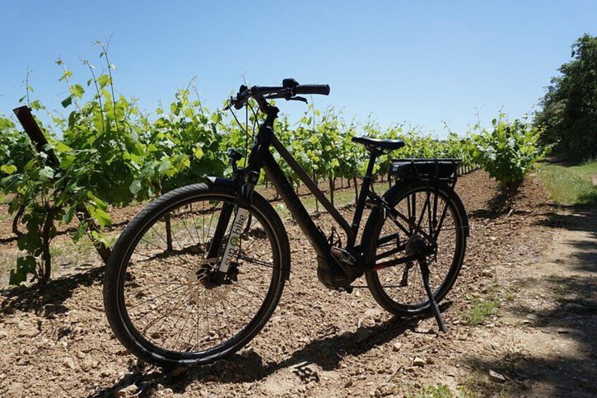 A bicycle parked in a vineyard with rows of grapevines. 2
