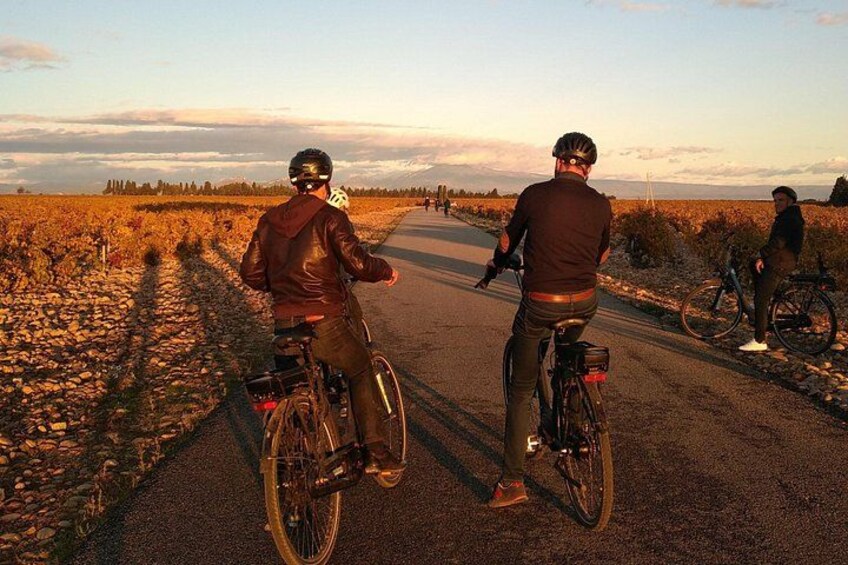 Vineyard of the Alpilles by bike 5