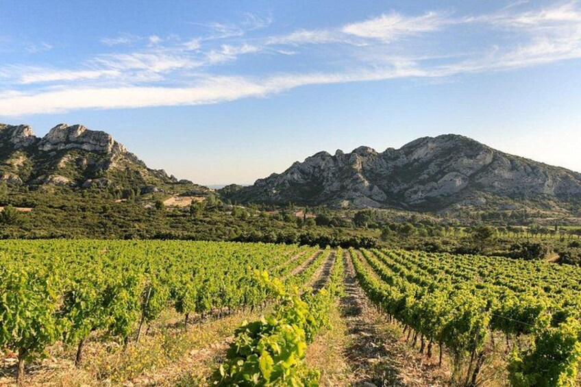 Vineyard of the Alpilles by bike 4