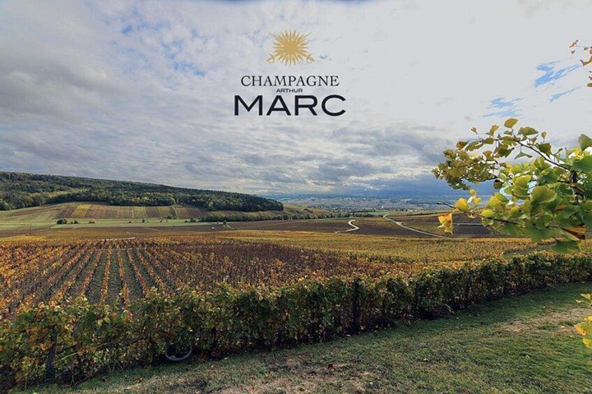 A unique sensory experience in the vineyards 2