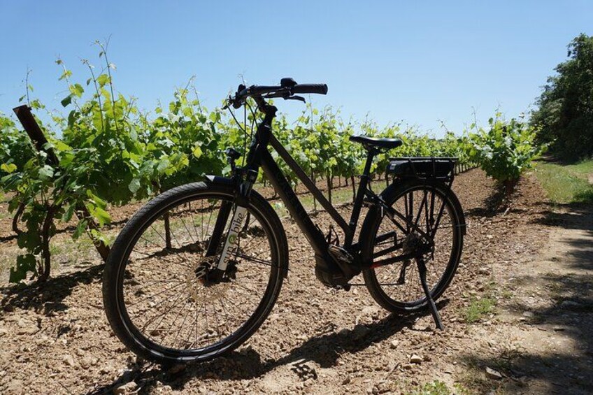 A bicycle parked in a vineyard with rows of grapevines. 2