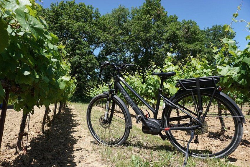 A bicycle parked in a vineyard with rows of grapevines. 2