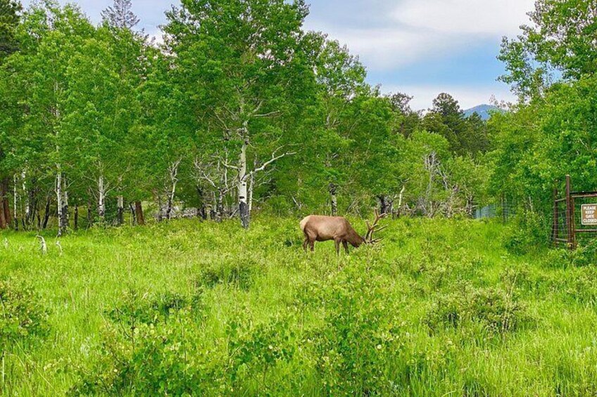Private Rocky Mountain National Park Tour from Denver 4