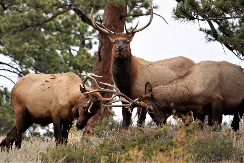 Rocky Mountain National Park Guided Small Group Tour 2