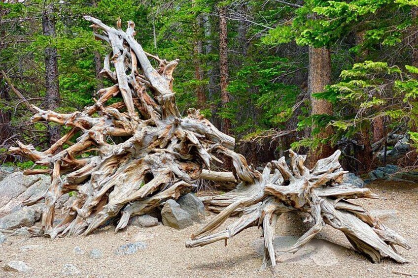Rocky Mountain National Park Guided Small Group Tour 4