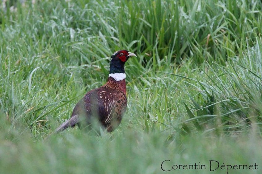 A pheasant in a grassy field. 2