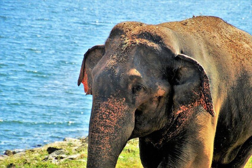 Een olifant met rode stof op zijn lichaam, nabij een waterlichaam. 2