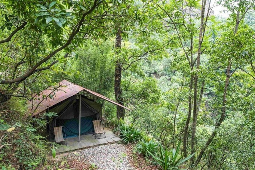 Een tent in een bebost gebied met weelderig groen en bomen. 2