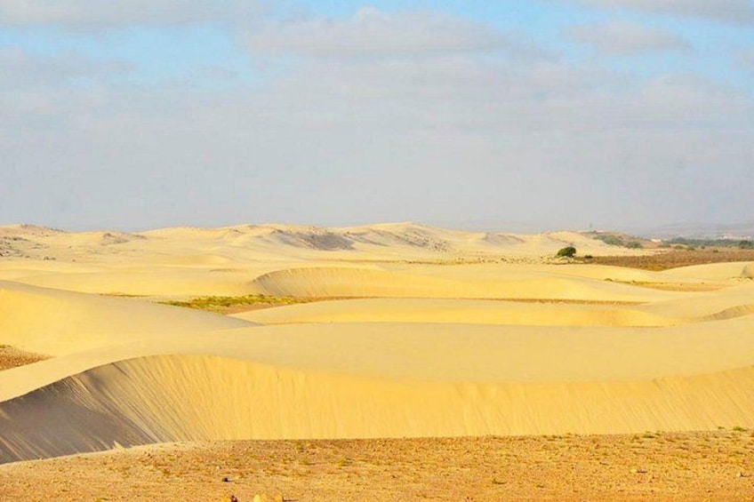 Paisaje desértico con dunas ondulantes y vegetación escasa. 5