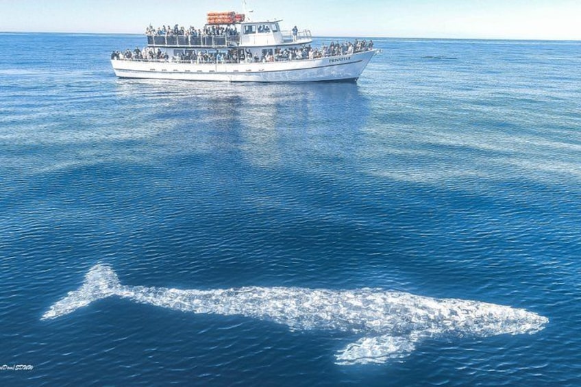 Privateer & Whale 2