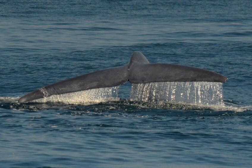 Grey Whales 1