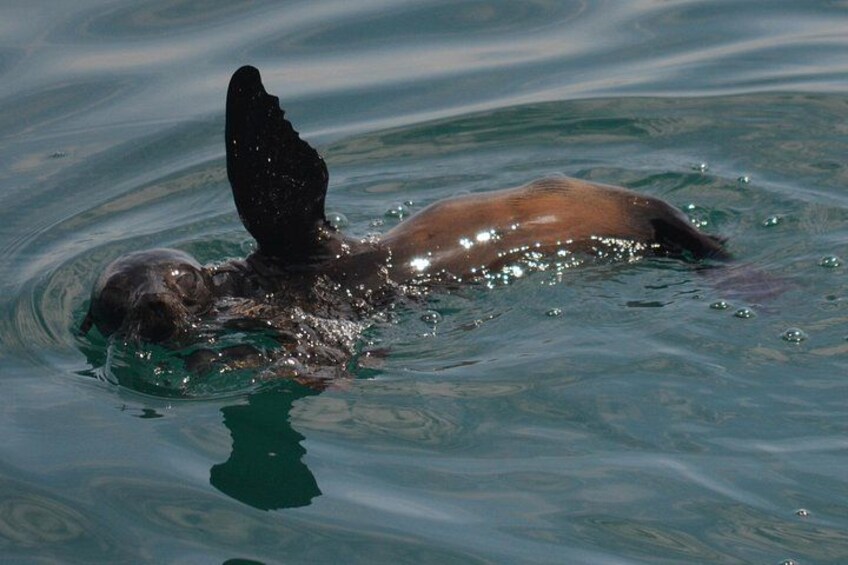 California Sea Lion 3
