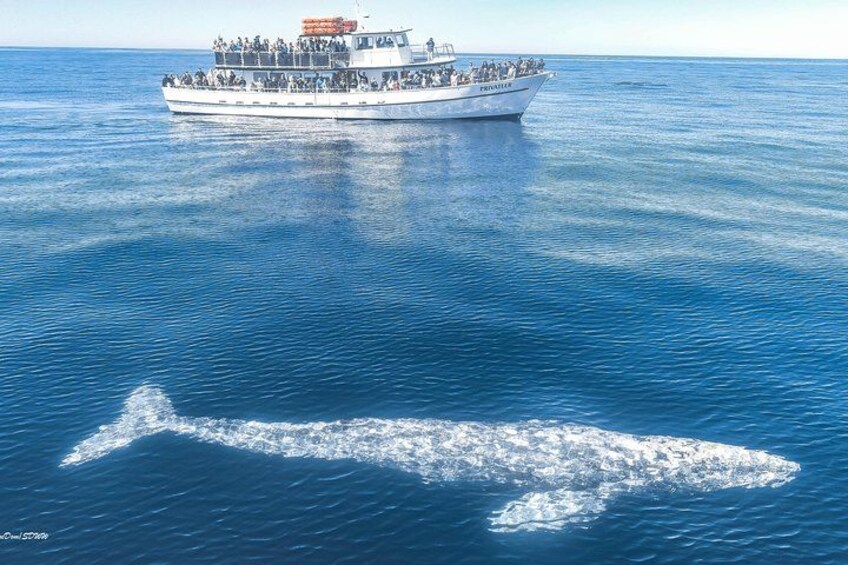 Privateer & Whale 4