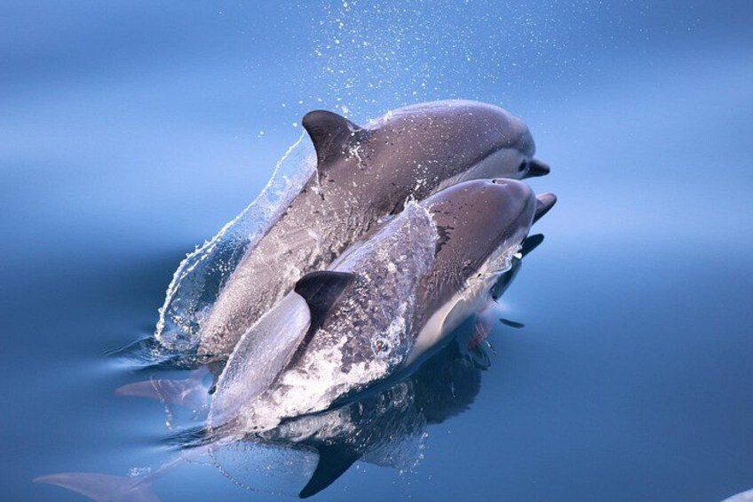 Dolphins 2