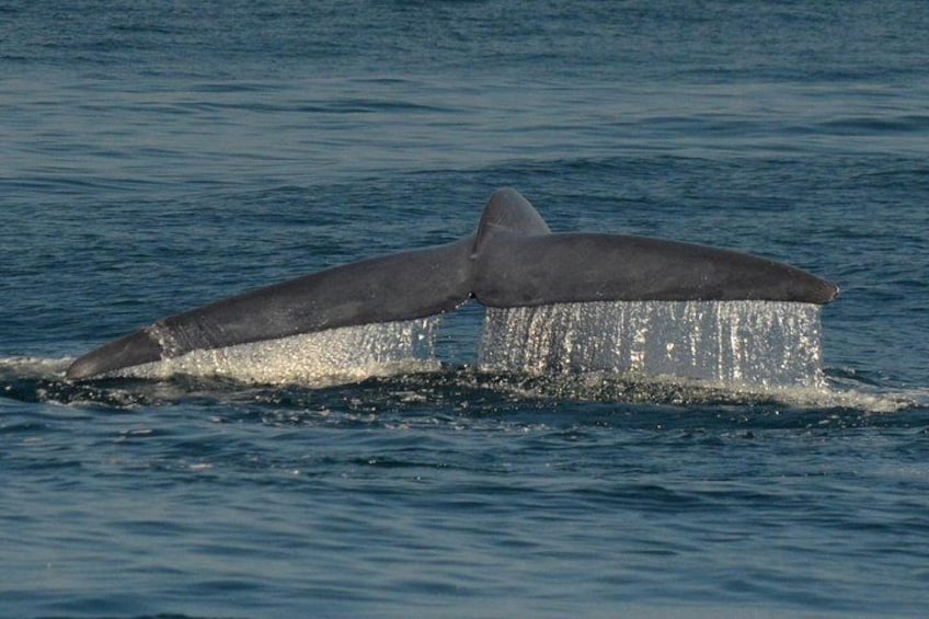Grey Whales 2