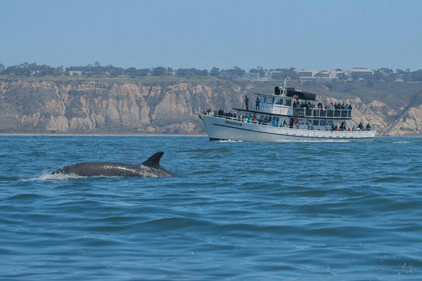 San Diego Whale Watching & Dolphin Cruise 1