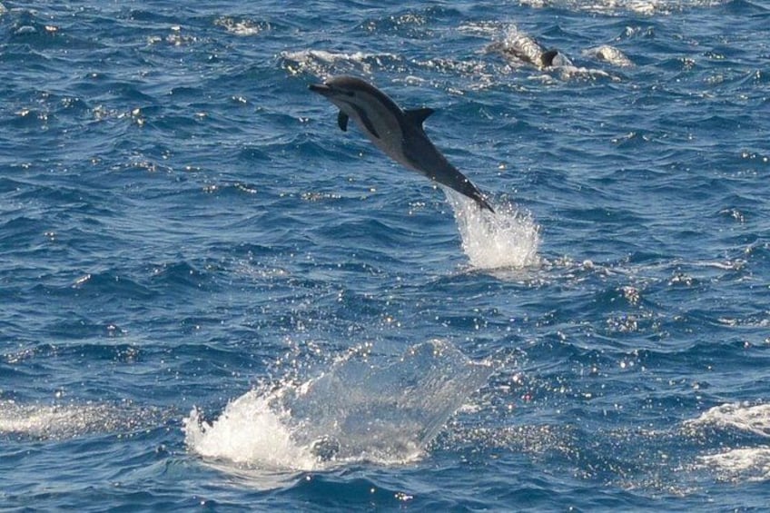 Mega Pod of Dolphins 2