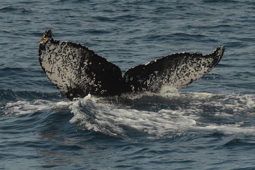 Humpback Whales 5