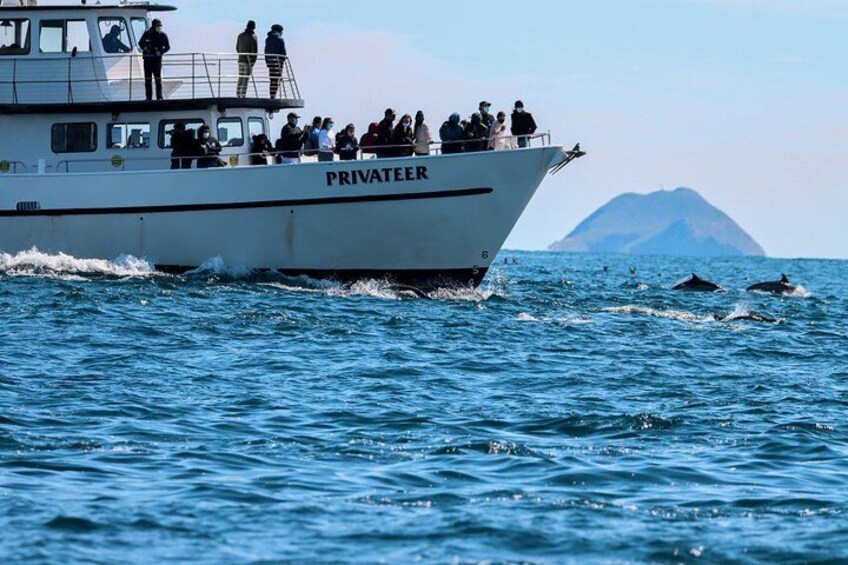 San Diego Whale Watching & Dolphin Cruise 2