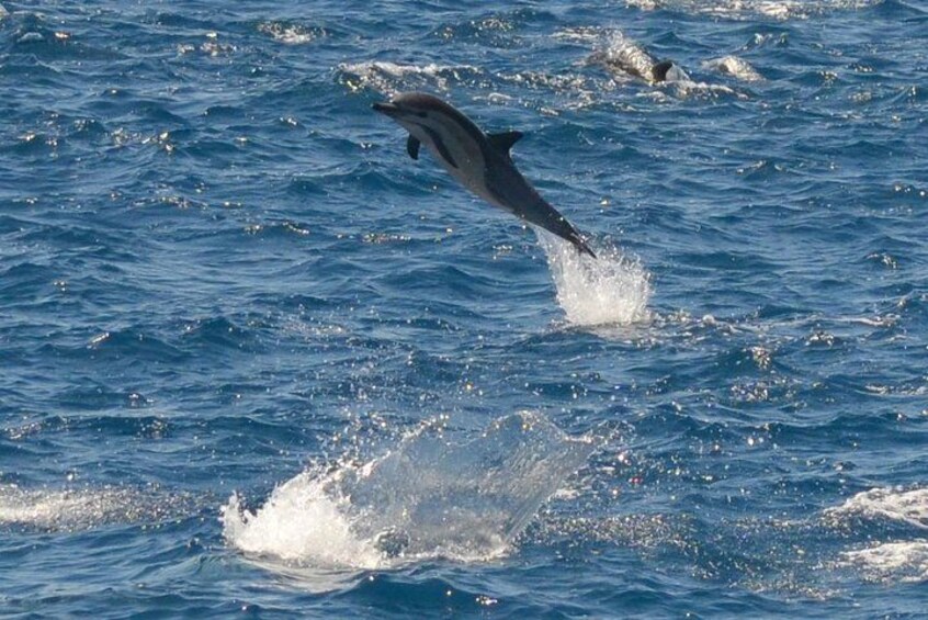 Mega Pod of Dolphins 3