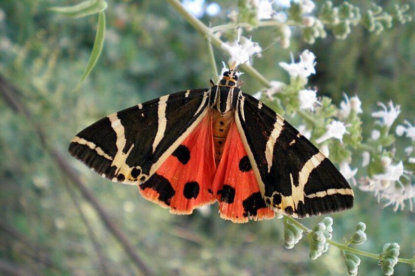Butterfly Valley & Wine, Olive Oil, Honey Tasting Tour (Small Group) 3