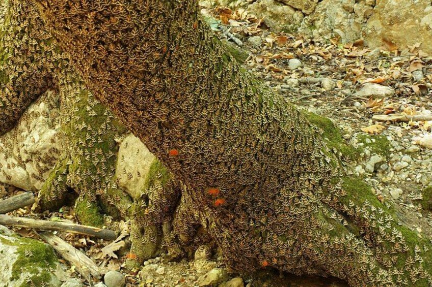 Butterfly Valley & Wine, Olive Oil, Honey Tasting Tour (Small Group) 2