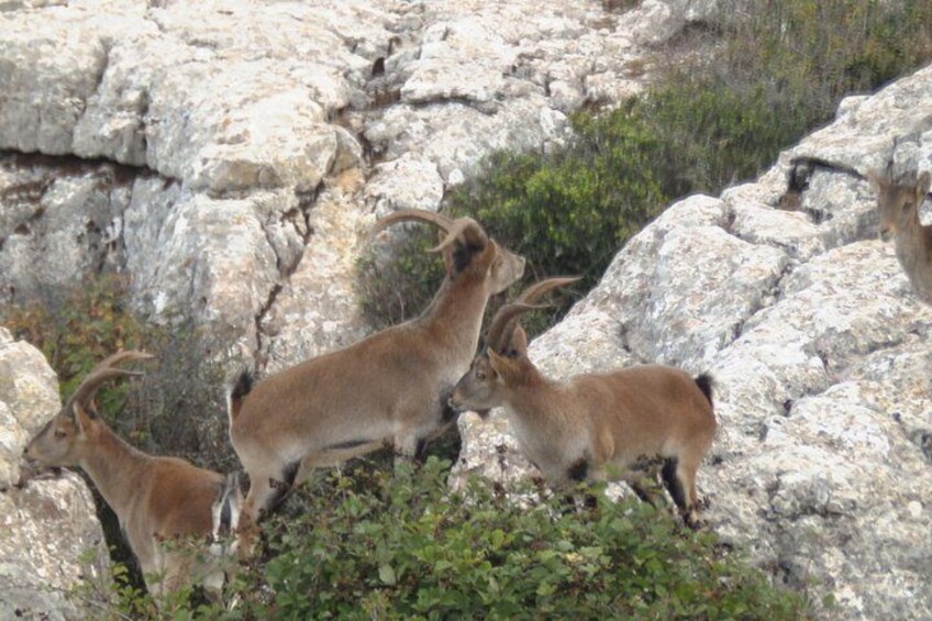 A group of goats in a rocky terrain with sparse vegetation. 3