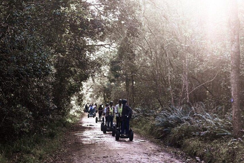 Un sendero por el bosque con personas a caballo. 3