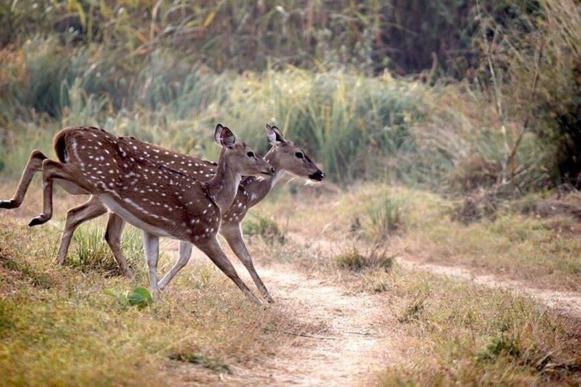 Two deer walking on a dirt path in a grassy area with bushes in the background. 3