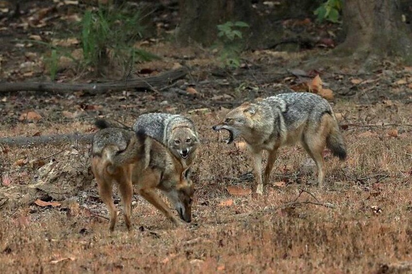 Two wolves in a forested area with dry grass and fallen leaves. 4