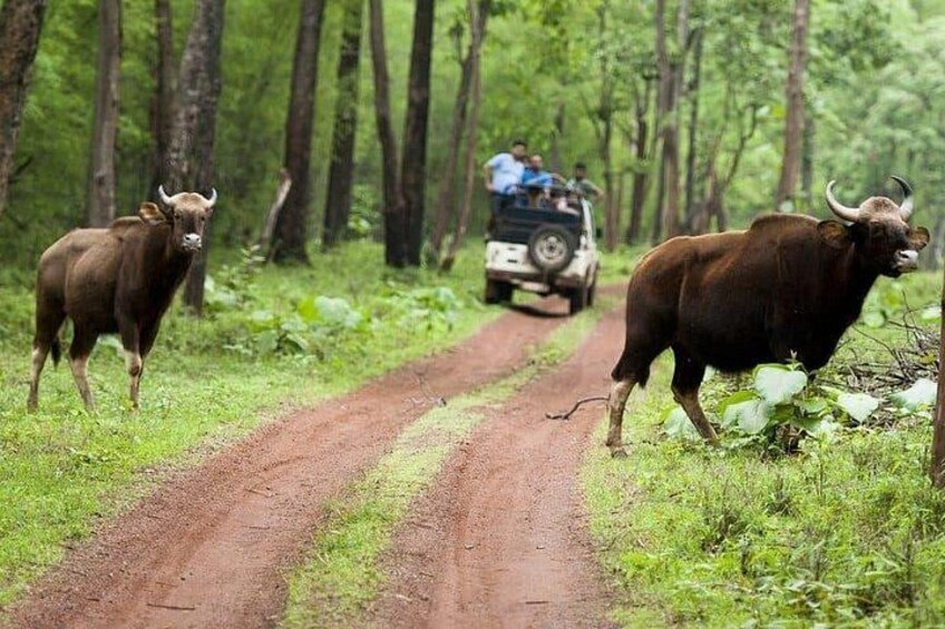 A dirt road in a forest with two buffaloes standing on it and a vehicle with people in the background. 5