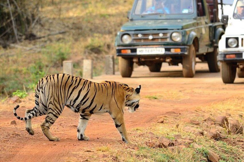 A tiger walking on a dirt path with vehicles in the background. 2