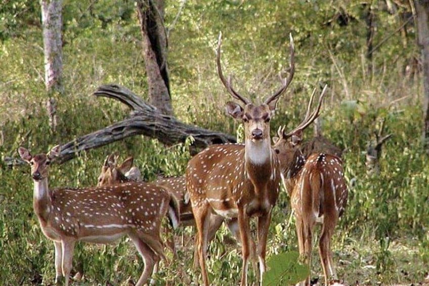 A group of deer in a forested area with trees and underbrush. 3