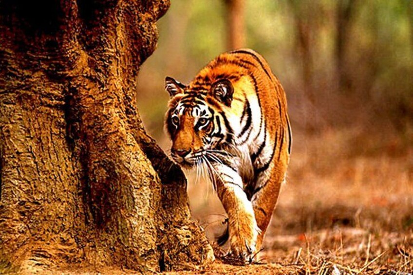A tiger walking near a tree in a forest. 1