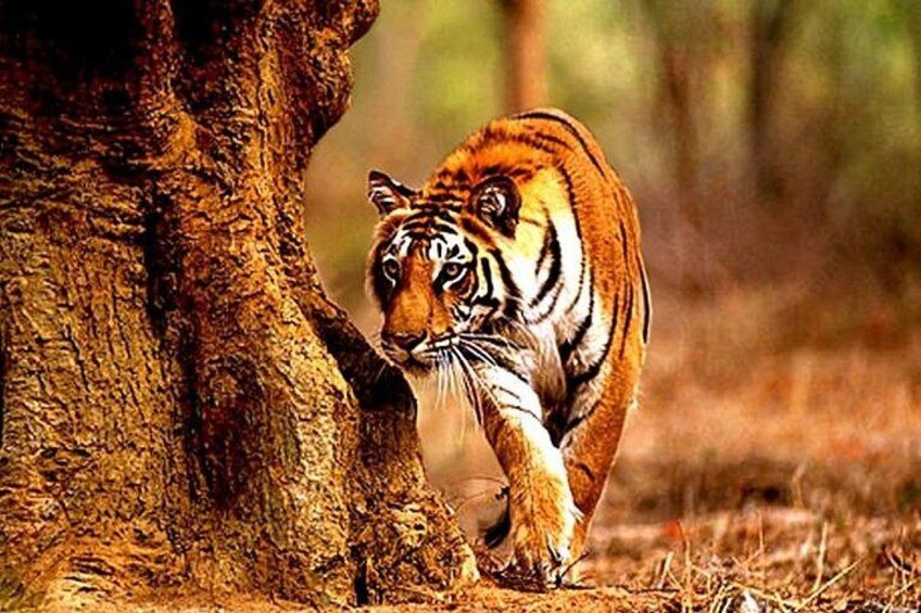 A tiger walking through a forest. 1