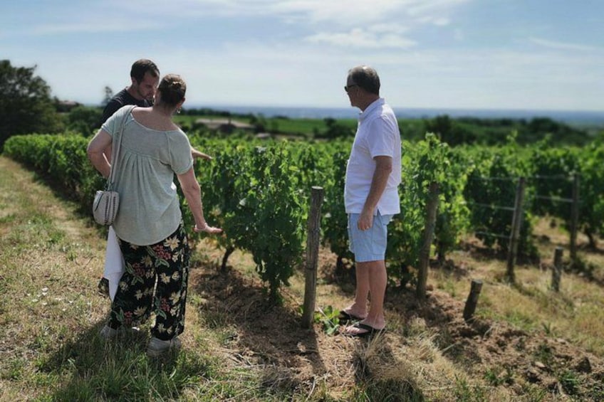Un vignoble avec des rangées de vignes, une personne portant une chemise blanche et une autre portant une robe à motifs floraux. 4