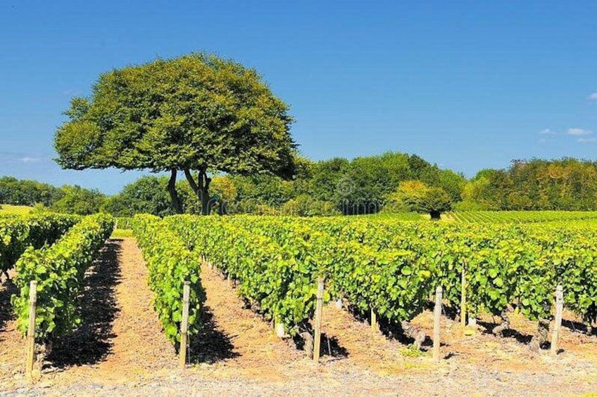 Beaujolais wine tour from Lyon half day 2