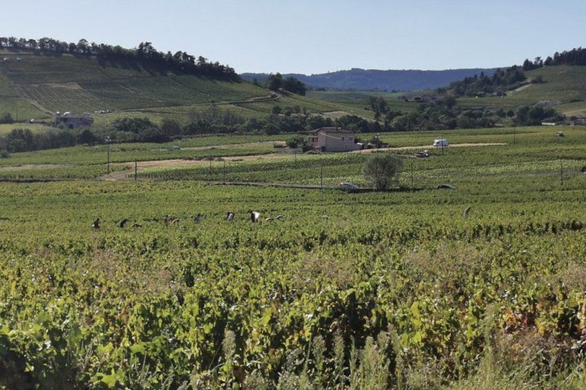 Beaujolais wine tour from Lyon half day 2