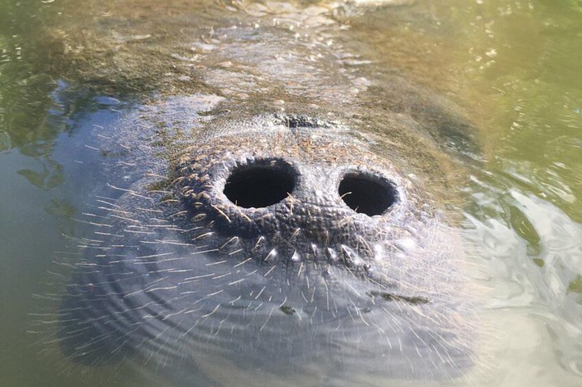 Manatee nose 3