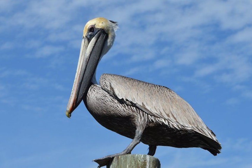 Brown Pelican hanging out 5