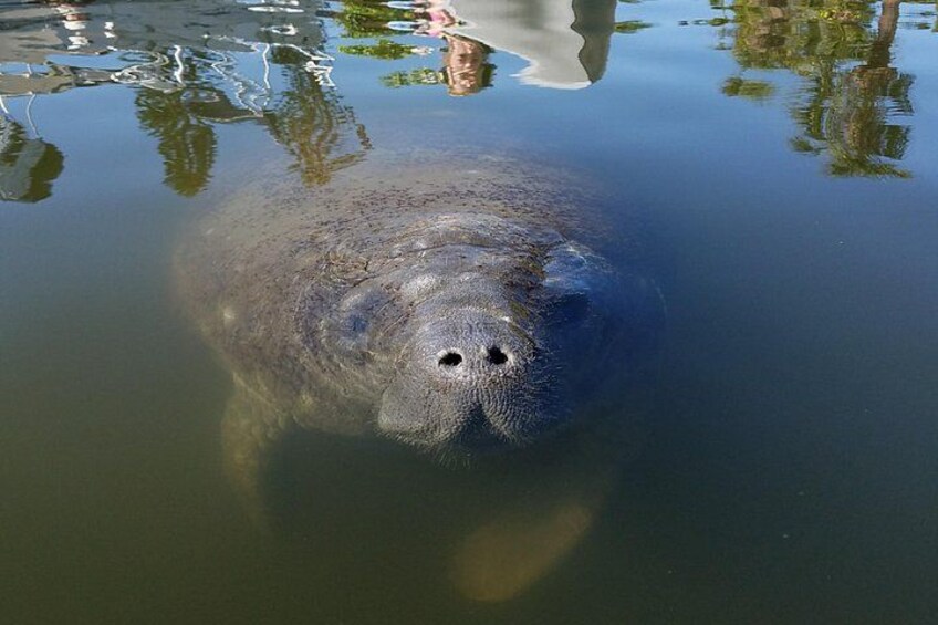 Manatee 1
